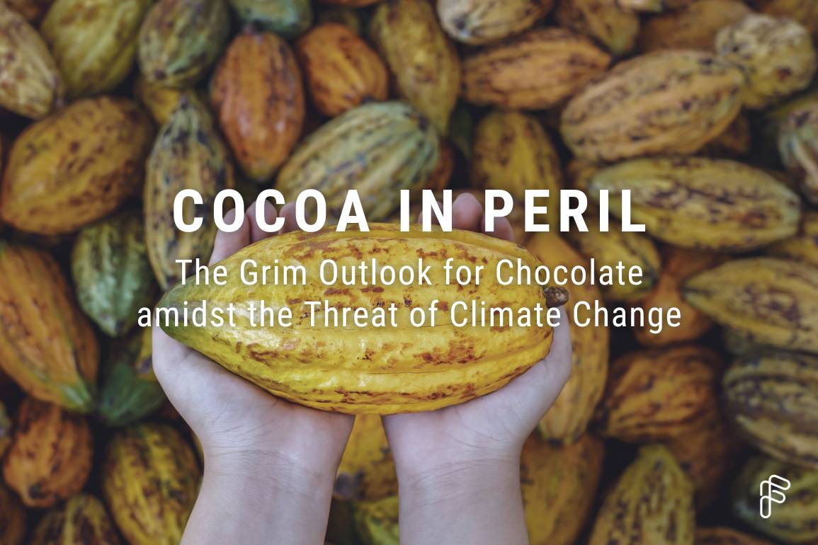 Cocoa in Peril: The Grim Outlook for Chocolate amidst the Threat of ...